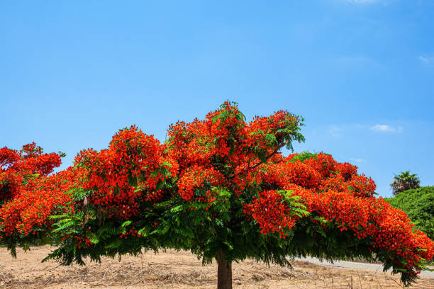 istock Huge spreading crown of tree. 1337027923