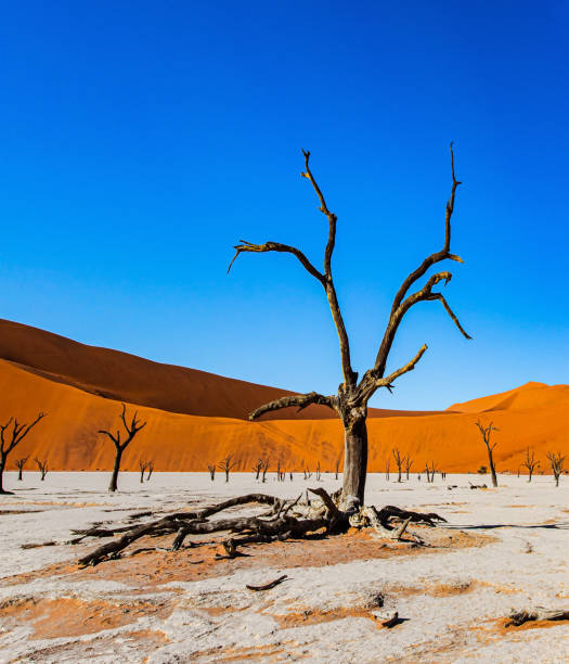 istock Vivid huge red and orange sand dunes 1337027950