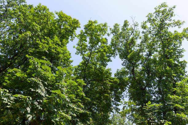istock trees covered with green foliage in summer 1337028144