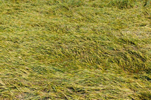 Wheat field in summer breeze, blue sky and golden ears of wheat.