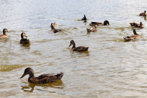 istock wild nature with flying and waterfowl 1337028199
