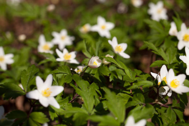 la première floraison dans la forêt - 2972 photos et images de collection