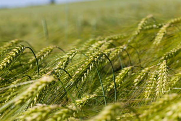 istock rye field with green unripe rye spikelets 1337028216