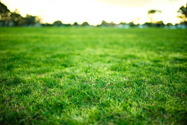istock Public Park of Melbourne 1337029900
