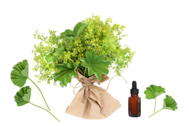 istock Ladies Mantle Natural Herbal Medicine 1337030614