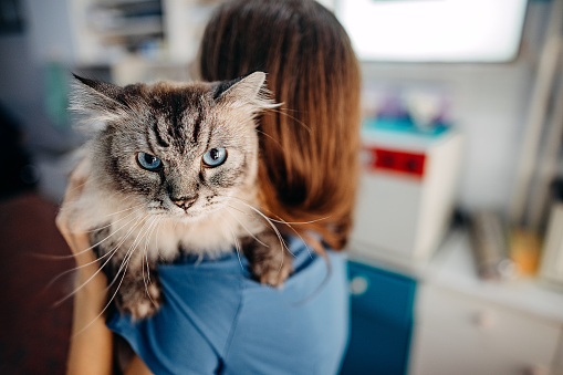 Young woman, a veterinarian by profession, examines a cat in her office