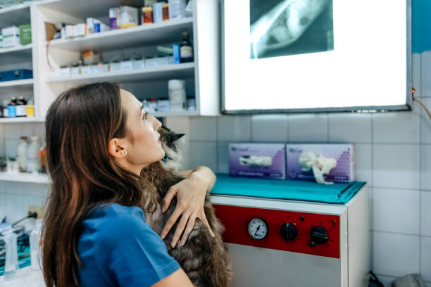 istock At the veterinarian 1337031988