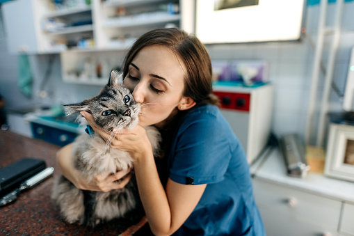Young veterinarian examines a domestic cat in a veterinary clinic