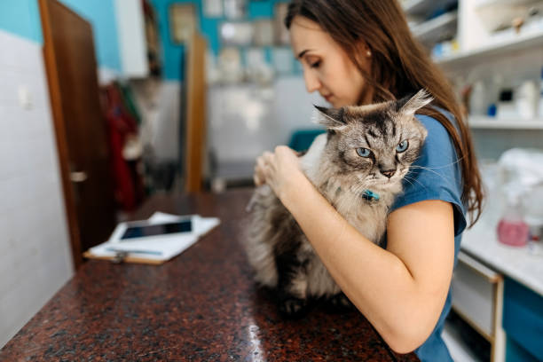 istock At the veterinarian 1337032095