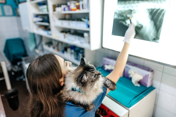 istock At the veterinarian 1337032198