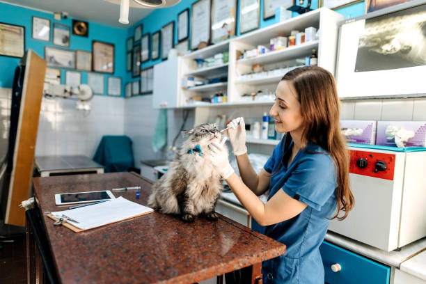 istock At the veterinarian 1337032200
