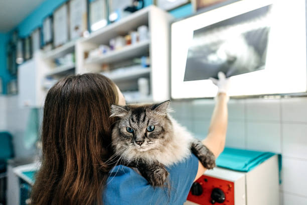 istock At the veterinarian 1337032225