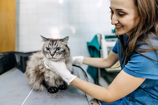 Young female veterinarian wants to do all the examinations to establish that the cat is completely healthy