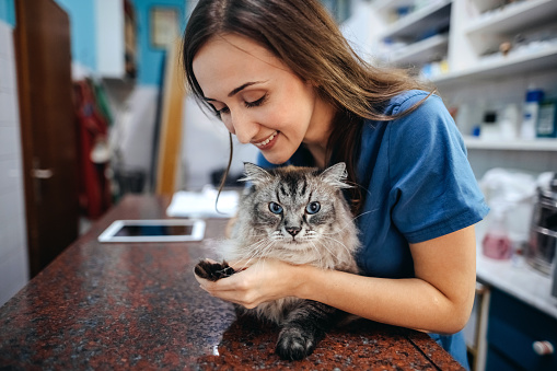 Young female veterinarian wants to do all the examinations to establish that the cat is completely healthy