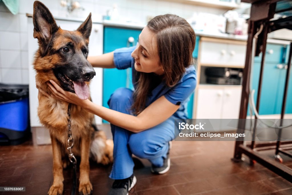 Young happy veterinary nurse smiling while playing with a dog. Veterinarian Stock Photo