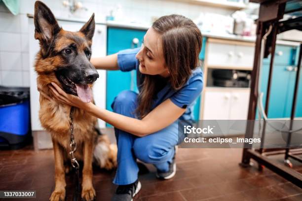 Young Happy Veterinary Nurse Smiling While Playing With A Dog Stock Photo - Download Image Now