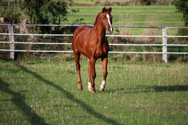 istock a beautiful large brown orse is running on the green paddock 1337033407