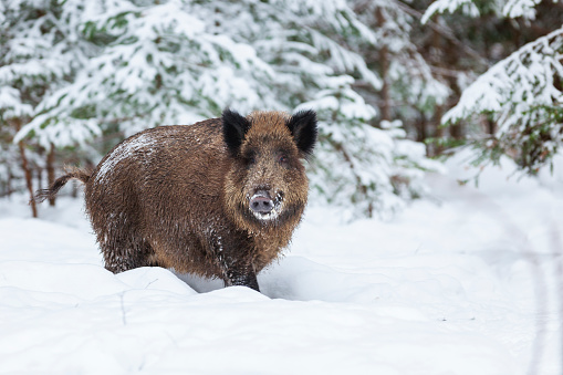 Wild boar, sus scrofa, in wintertime nature. Animal wildlife in natural environment of a snowy field. Big mammal with long fur observing in white wilderness.