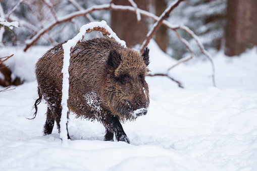 Wild boar, sus scrofa, in wintertime nature. Animal wildlife in natural environment of a snowy field. Big mammal with long fur observing in white wilderness.