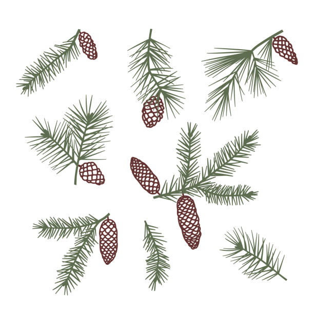 illustrations, cliparts, dessins animés et icônes de ensemble d’illustrations vectorielles dessinées à la main de branches d’arbre de noël avec des cônes. isolé sur fond blanc. branche de pin et d’épinette. conifère. épicéa - pine tree pine cone branch isolated