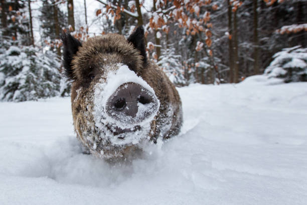 Wild boar, sus scrofa, in wintertime nature. Animal wildlife in natural environment of a snowy field. Big mammal with long fur observing in white wilderness.