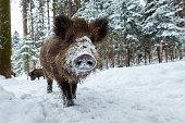 Wild boar smiling in Camera in wintertime nature