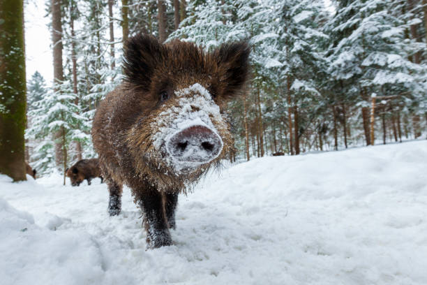 Wild boar smiling in Camera in wintertime nature Wild boar, sus scrofa, in wintertime nature. Animal wildlife in natural environment of a snowy field. Big mammal with long fur observing in white wilderness. boar stock pictures, royalty-free photos & images