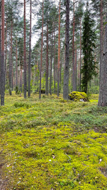 istock Pine forest with mushrooms and moss 1337037095