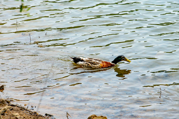 istock lake in the park 1337038658