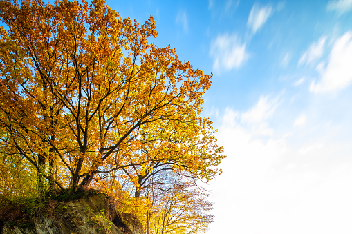 Yellow autumn forest with trees on high rocky mountain side.
