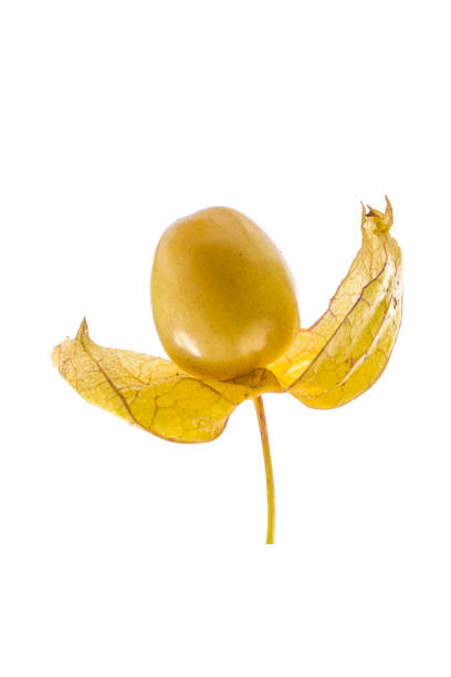 istock Physalis fruits on white 1337038957