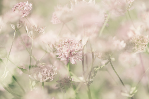 Astrantia flowers background  from sweden nature