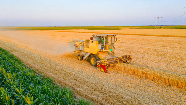 Above view on obsolete combine, harvester machine, harvest ripe cereal Aerial view of agricultural, old yellow combine harvester as cutting, harvesting mature wheat on farm fields. threshing stock pictures, royalty-free photos & images