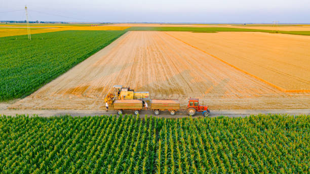 istock Above view on obsolete combine transferring freshly harvested cereal into trailer for transport. 1337042901