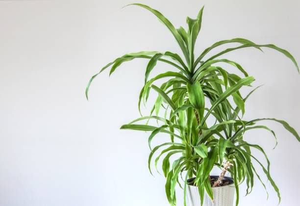 plante de yucca dans un pot blanc sur fond gris clair. l’intérieur de la chambre est dans le style scandinave. un mur vide et un espace de copie - yucca photos et images de collection