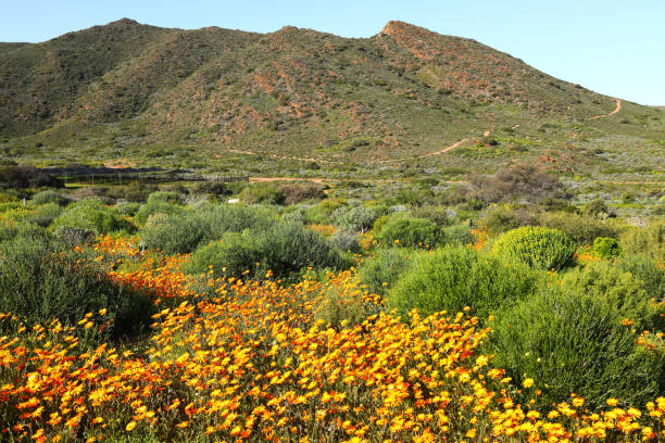 istock A beautiful group of orange wildflower daisies 1337044287