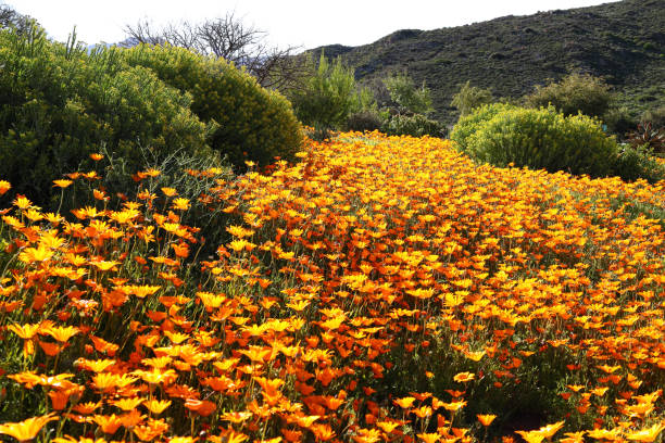 istock A beautiful group of orange wildflower daisies 1337044292