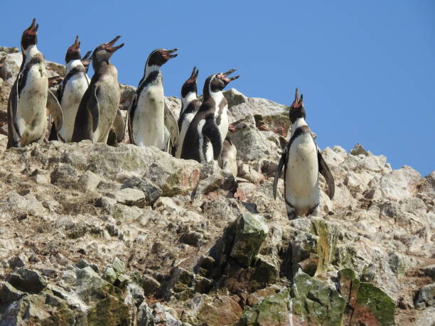 Humboldt Penguins @Islas Crossbows Peru