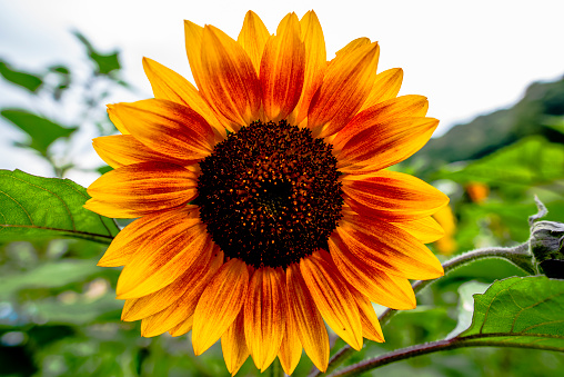 Stock photo showing close-up view of a single large sunflower flower (Helianthus annuus) head, with yellow petals and disk florets in the centre.