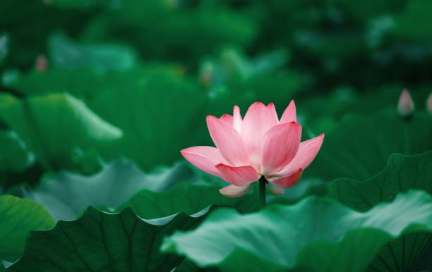 istock Pink blooming lotus and lotus leaf 1337045713