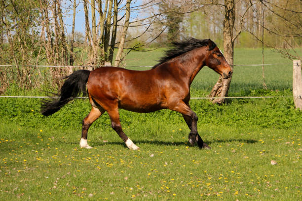 istock a beautful brown horse is running on the paddock 1337047545
