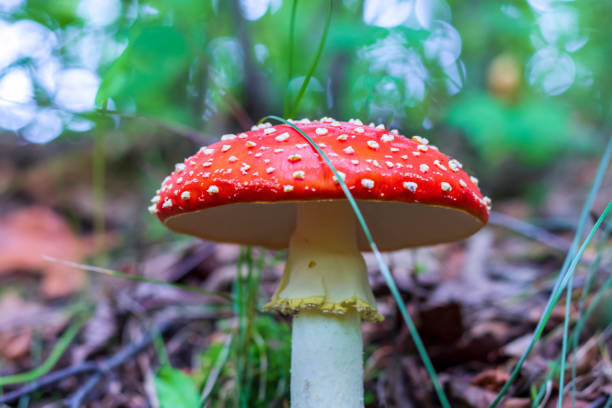 istock Red fly agaric (Amanita muscaria) in the grass in the autumn forest. 1337048664