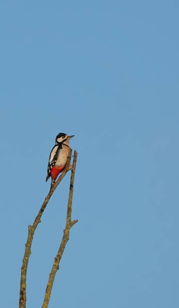 A low angle view of a great spotted woodpecker perched high up on a bare tree branch against a clear blue sky. A low angle side view great spotted woodpecker perched high up on a tree branch under a clear blue sky. low viewing point stock pictures, royalty-free photos & images