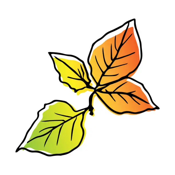 Vector illustration of Autumn leaf of birch. Leaf of all shades of autumn - red, yellow, green, gold.
