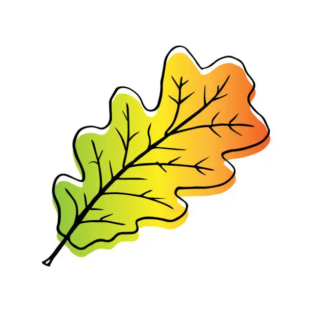 Vector illustration of Autumn leaf of oak. Leaf of all shades of autumn - red, yellow, green, gold.