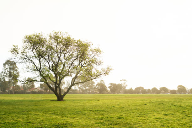 istock Public Park of Melbourne 1337049407