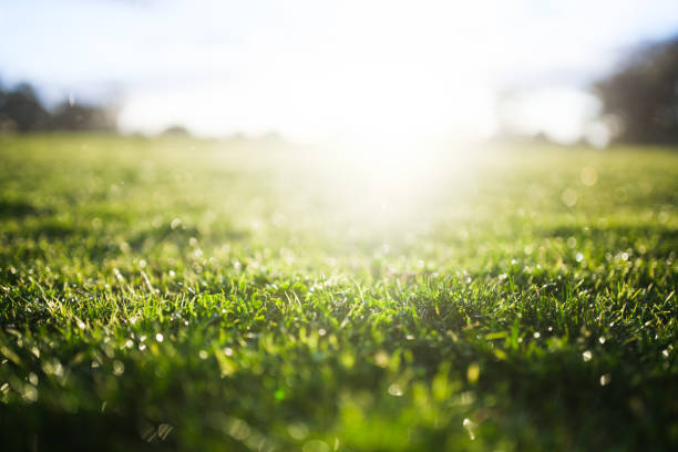 erba con bagliore solare - grass meadow textured close up foto e immagini stock