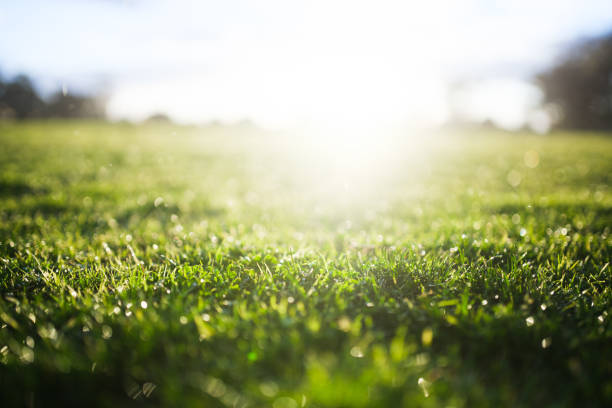 Grass with sun flare stock photo