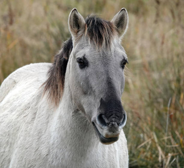 A close up headshot of a beautiful konik pony standing in a field at Pegwell Bay, Kent, UK. A close up headshot of a beautiful konik pony standing in a field at Pegwell Bay,  Kent, UK. konik stock pictures, royalty-free photos & images