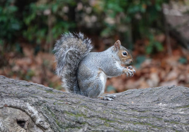 istock A delightful portrait of a grey squirrel standing on a fallen tree trunk and holding a nut in his paws. 1337050855